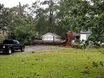 Storm damage fallen trees